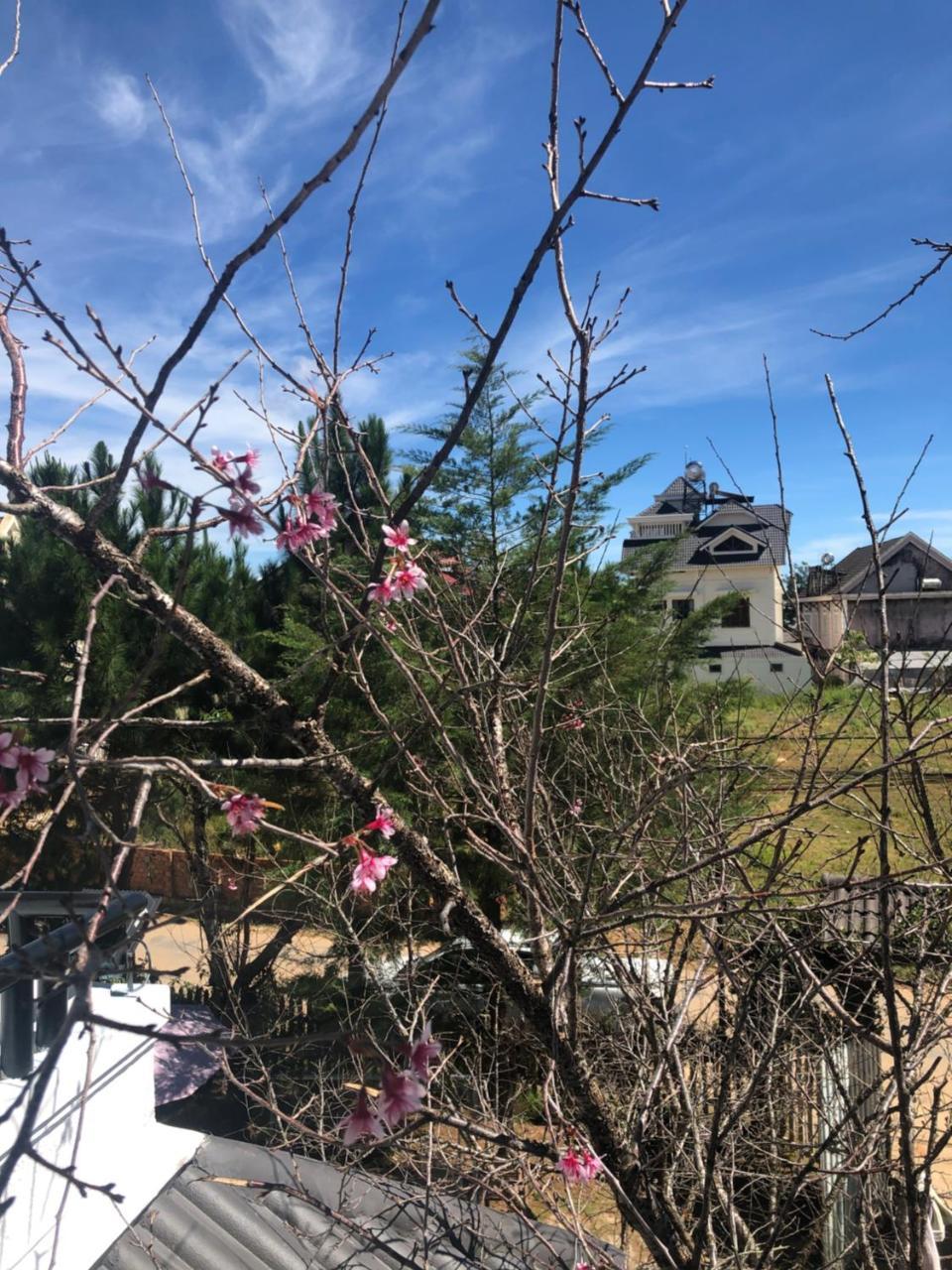 Da Lat Lotus Villa Boutique Экстерьер фото